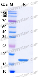 EHD72301, SDS-PAGE