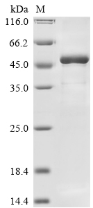SDS-PAGE