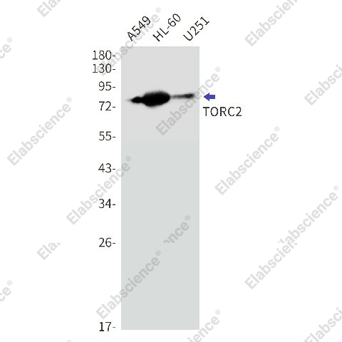 Вестерн-блоттинг, TORC2, клетки A549, HL-60, U251