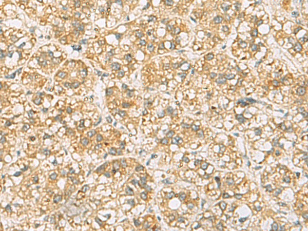 Валидация Elabscience E-AB-53103