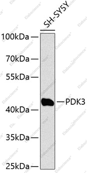 Вестерн-блоттинг, PDK3, клетки SH-SY5Y