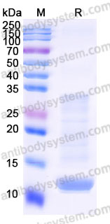 AHJ36101, SDS-PAGE