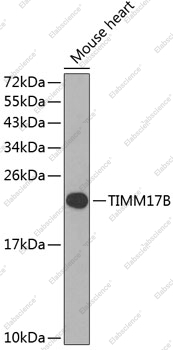 Вестерн-блоттинг, TIMM17B, ткань сердца мыши