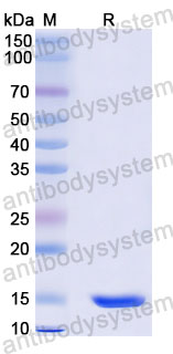 Валидация SDS-PAGE - AntibodySystem RHA24601