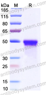 EMJ59401, SDS-PAGE