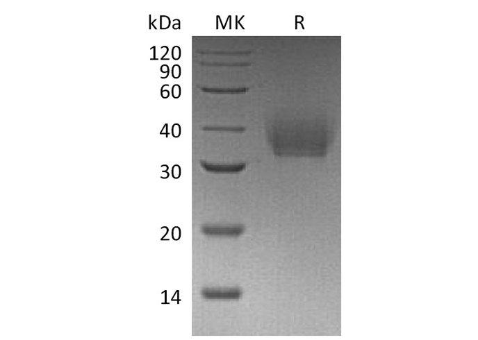 Валидация Elabscience PKSM041316(5212)