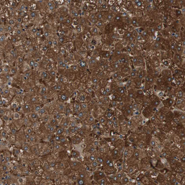 Валидация AssayVector ARM1509(1479)