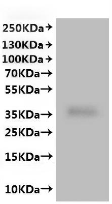 ИФА