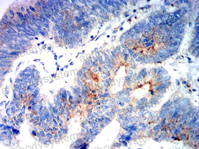 Валидация AntibodySystem RHC29307