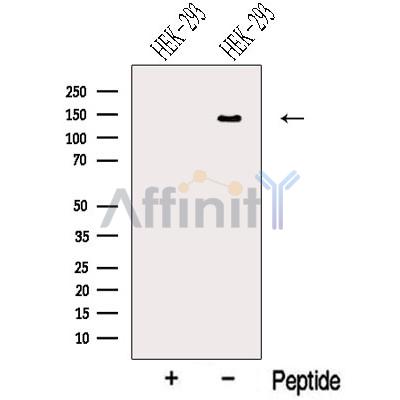 Валидация Affinity DF13196 - 8190