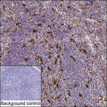 Валидация AntibodySystem RHG70702