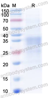 Валидация AntibodySystem EMC08001