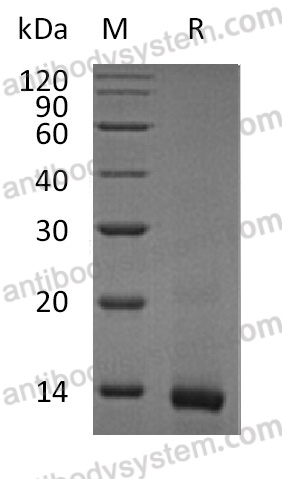AMC13501, SDS-PAGE