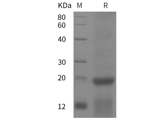 Валидация Elabscience PDEH100993(402)