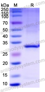 Валидация AntibodySystem YMK81401
