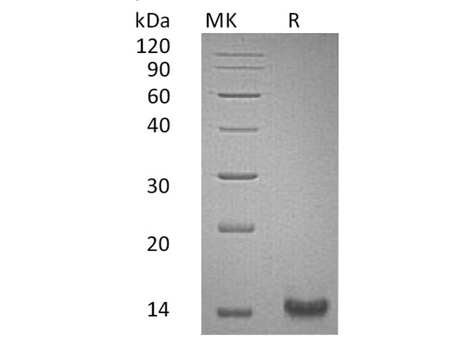 Валидация Elabscience PKSH033494(3798)