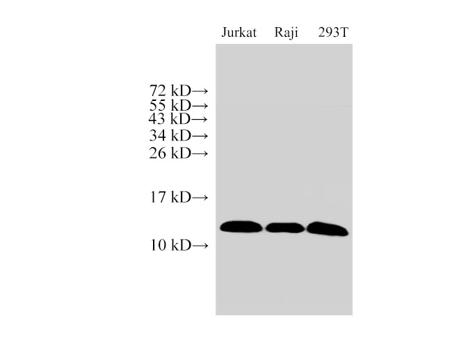 Вестерн-блоттинг, MIF, клетки Jurkat, Raji и 293T