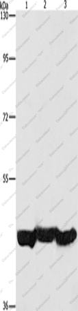 Вестерн-блоттинг, PGK1, клетки A549, ткань печени мыши, клетки HepG2
