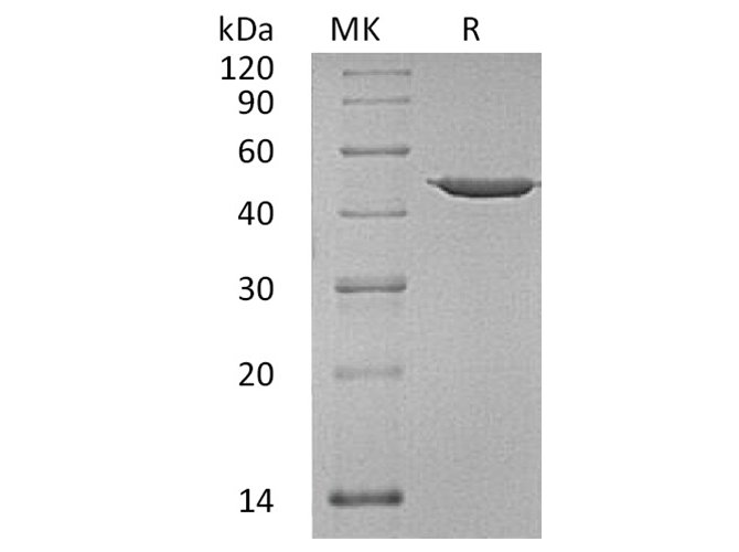 Валидация Elabscience PKSH032077(2625)
