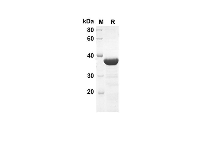 Валидация Elabscience PDEM100126(479)