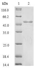 SDS-PAGE