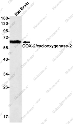 Вестерн-блоттинг, COX-2, лизат мозга крысы