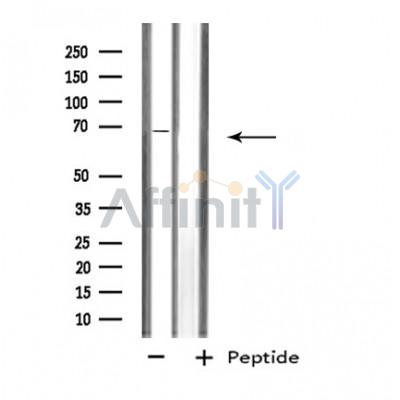 Валидация Affinity DF4529 - 16102