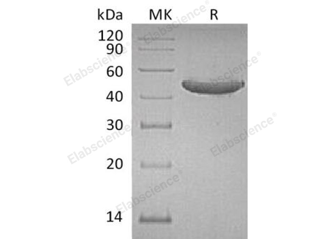 Валидация Elabscience PKSH032486(2954)