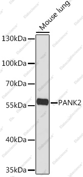 Вестерн-блоттинг, PANK2, ткань легкого мыши