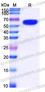 AHH02203, SDS-PAGE