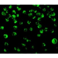 Валидация AssayVector ARM2509(4489)