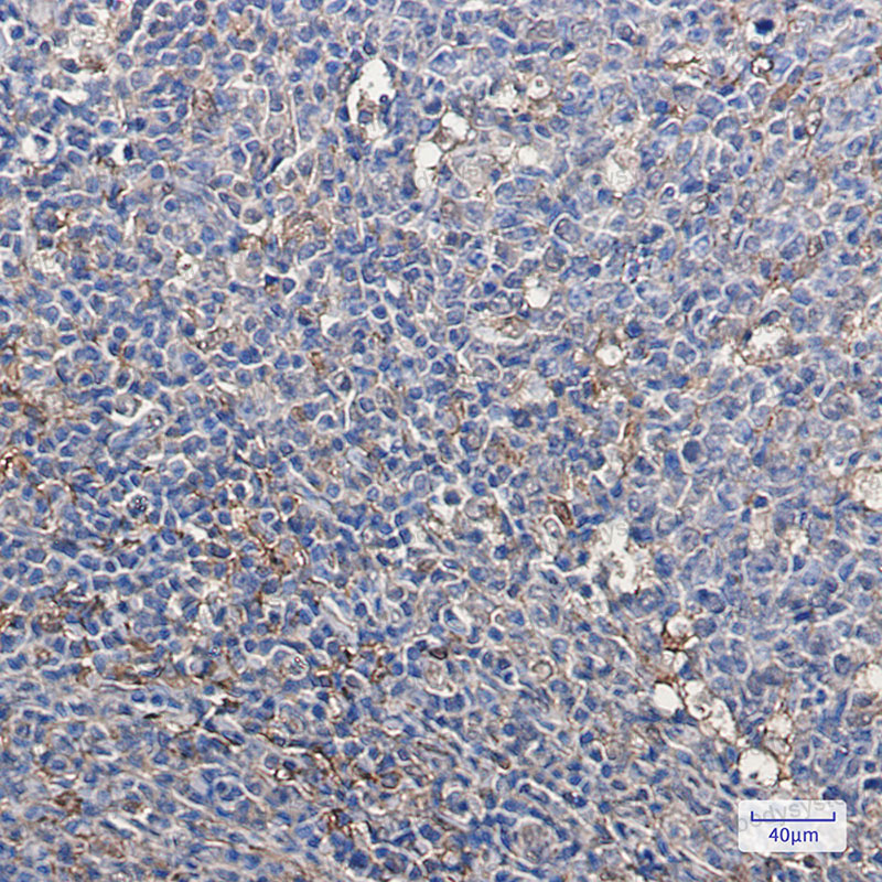 Валидация AntibodySystem RHC81704