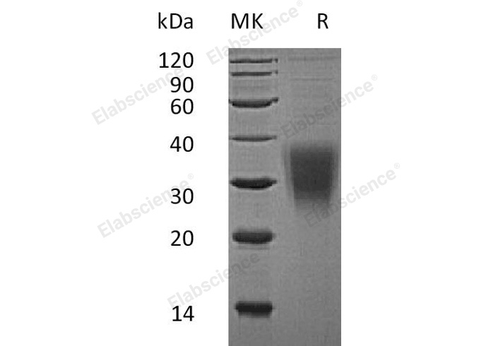 Валидация Elabscience PKSH032813(3230)