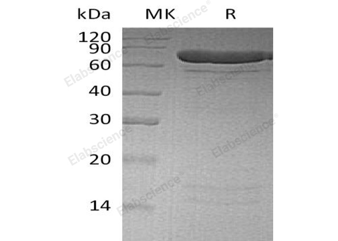 Валидация Elabscience PKSH032973(3362)