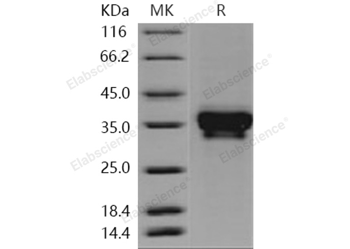 Валидация Elabscience PKSH031120(1901)