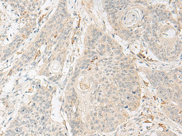 Валидация Elabscience E-AB-19920