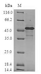 SDS-PAGE
