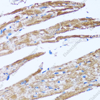 Иммуногистохимия, Caspase-3, ткань сердца крысы