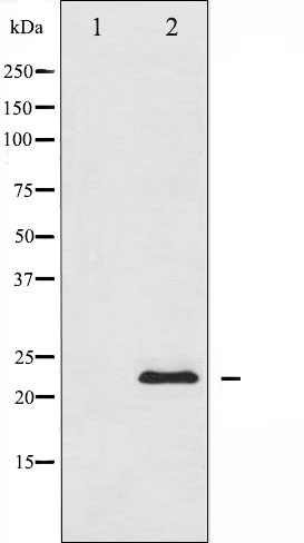 Валидация Affinity AF6472 - 3799
