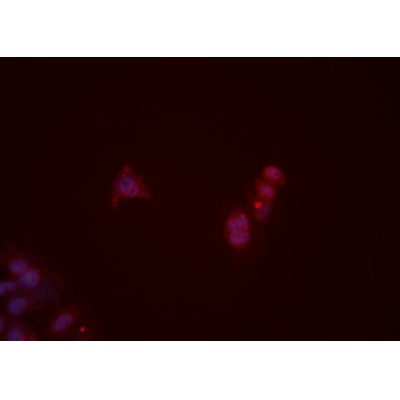 Валидация Affinity DF5045 - 16935