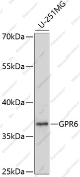Вестерн-блоттинг, GPR6, клетки U-251MG