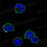 Валидация IF - AntibodySystem RHD44104