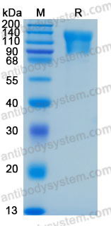 Валидация AntibodySystem AHE25701
