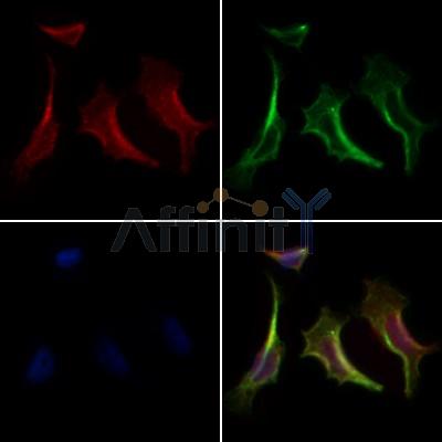 Валидация Affinity DF7742 - 19546