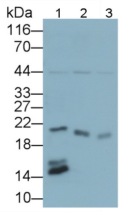 53386