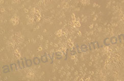 Валидация активности AntibodySystem AHF85901