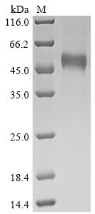 SDS-PAGE