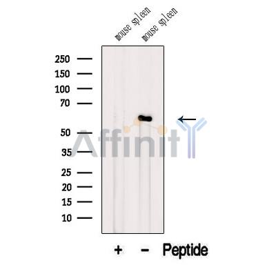 Валидация Affinity DF12557 - 7162