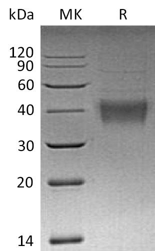 Валидация Elabscience PKSM041162(5072)
