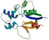5"-Nucleotidase, Mitochondrial (NT5M)